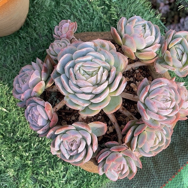 西娜25134多肉植物