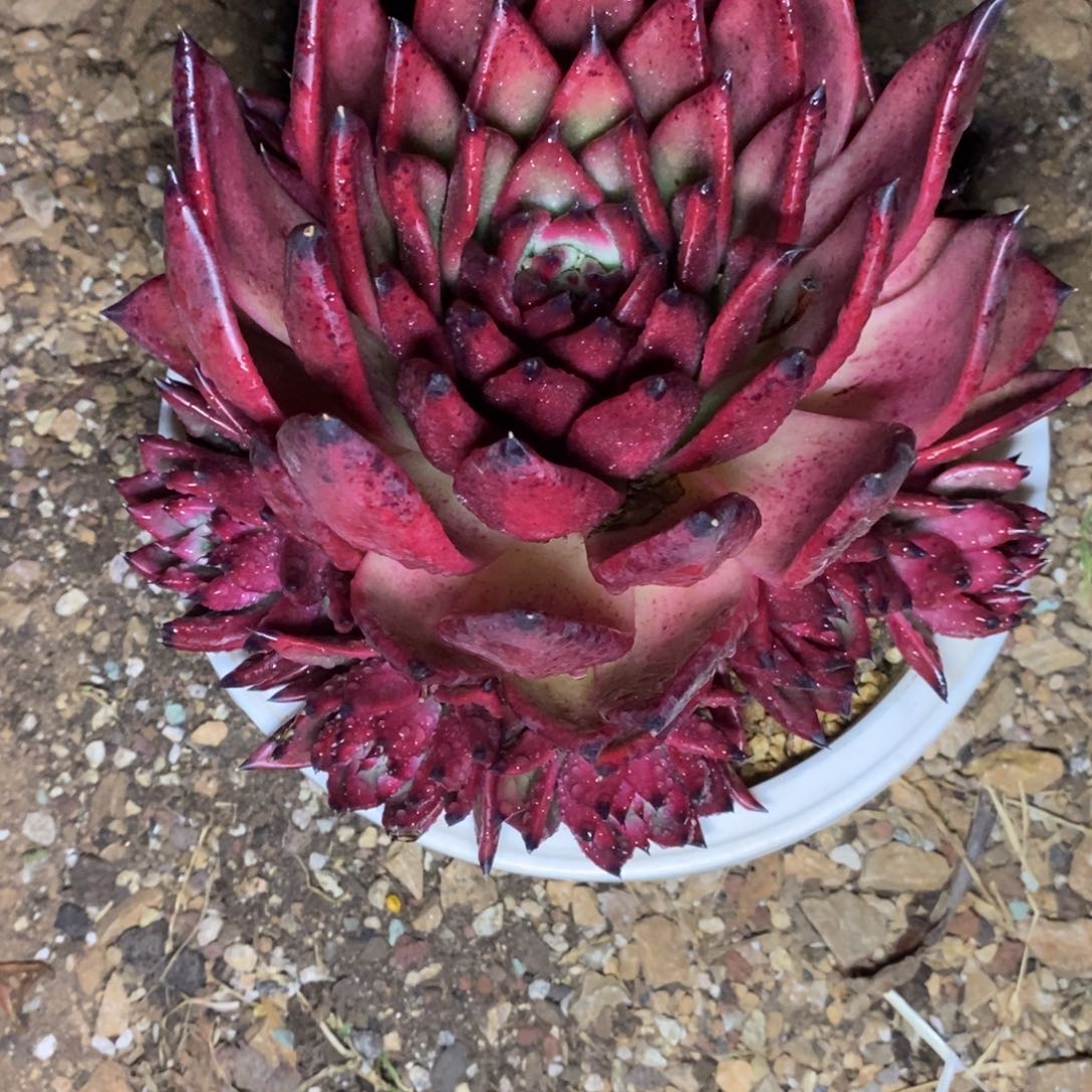 多肉植物血色珍珠