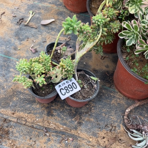 F***o890多肉植物三个不包断枝