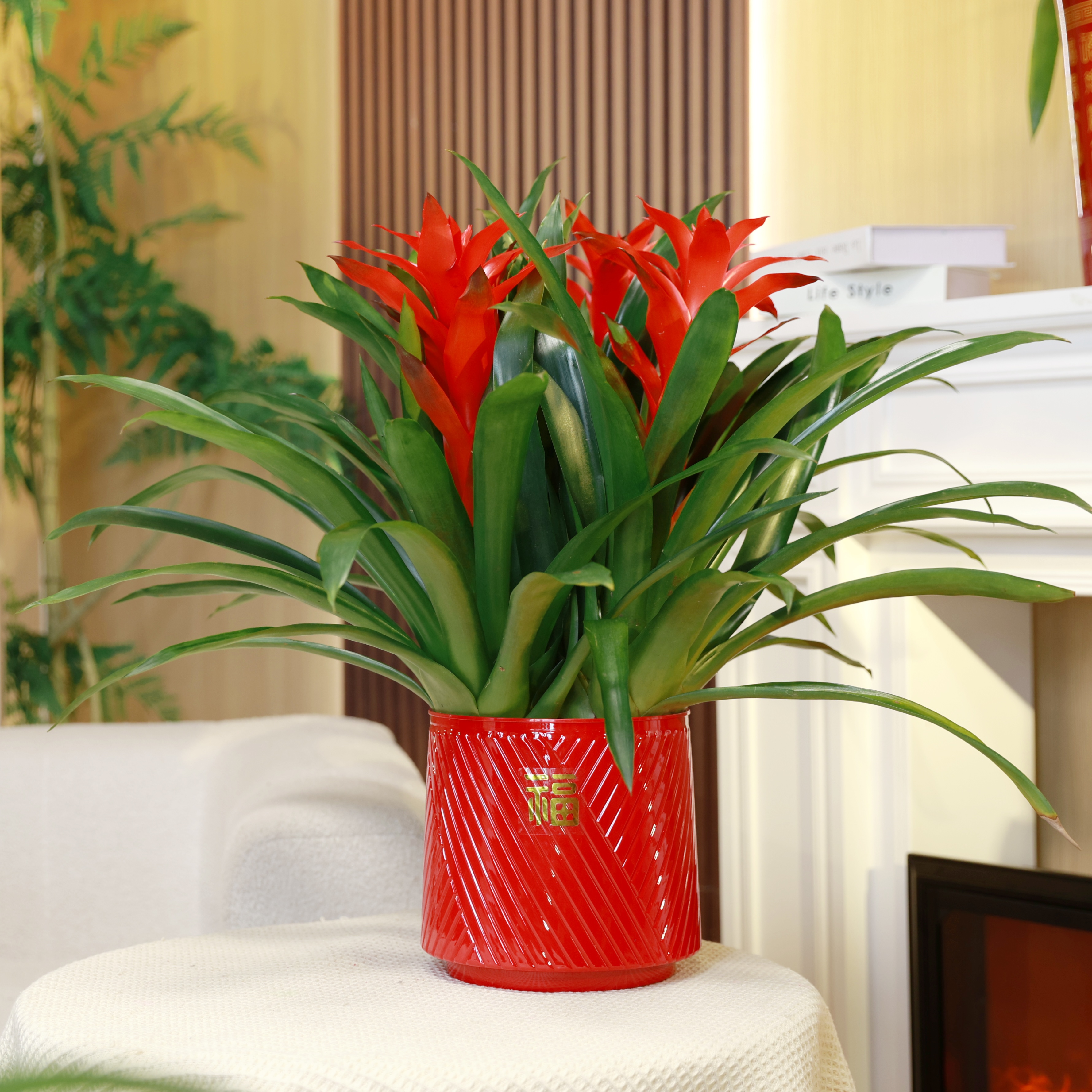 【3颗装】年宵花鸿运当头大红星客厅桌面绿植可四季开花凤梨鲜艳