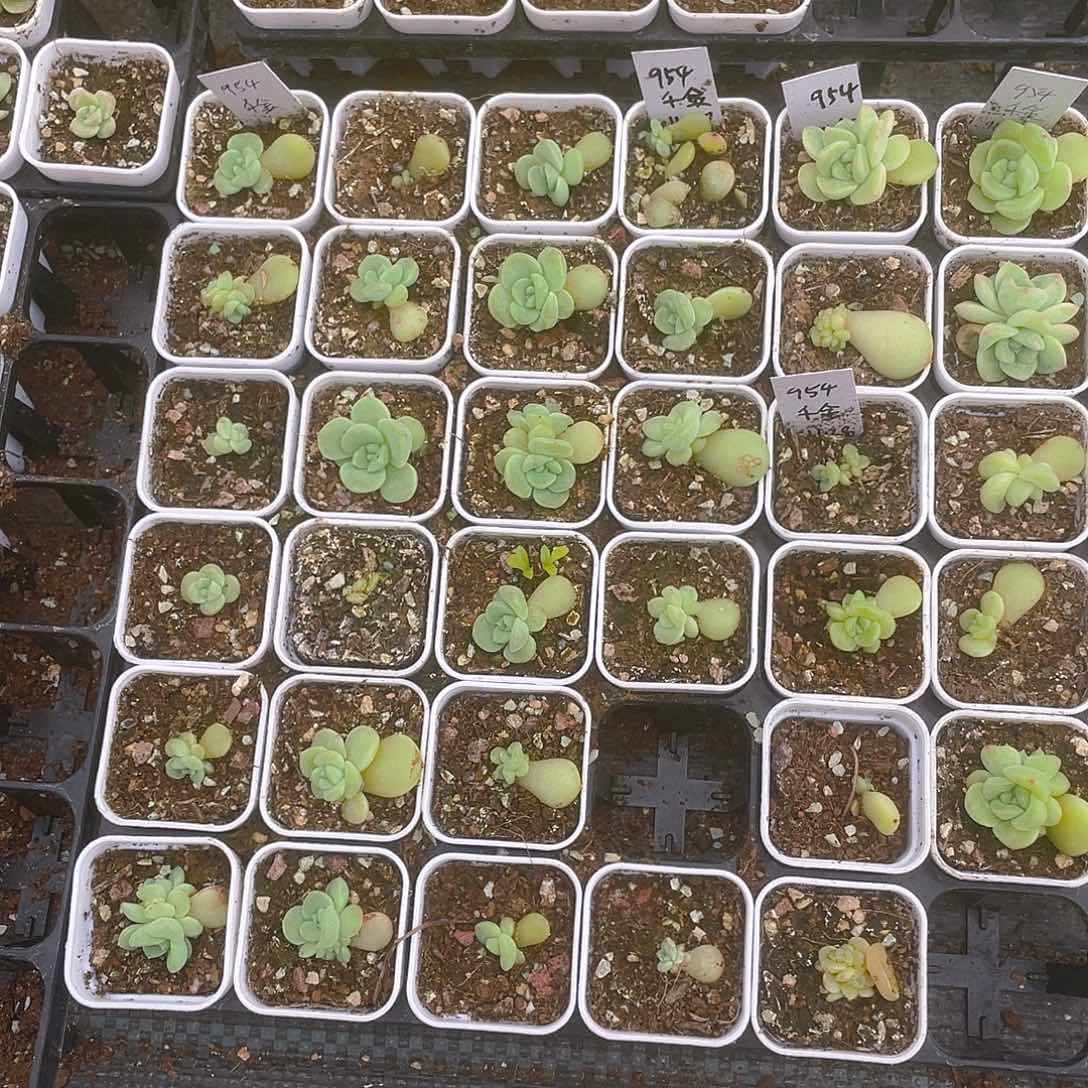 Y1 中盆一个满25包邮