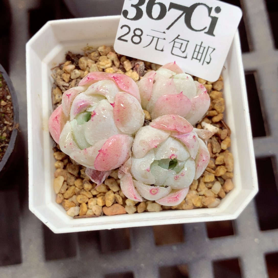 5厘米盆精控多肉367