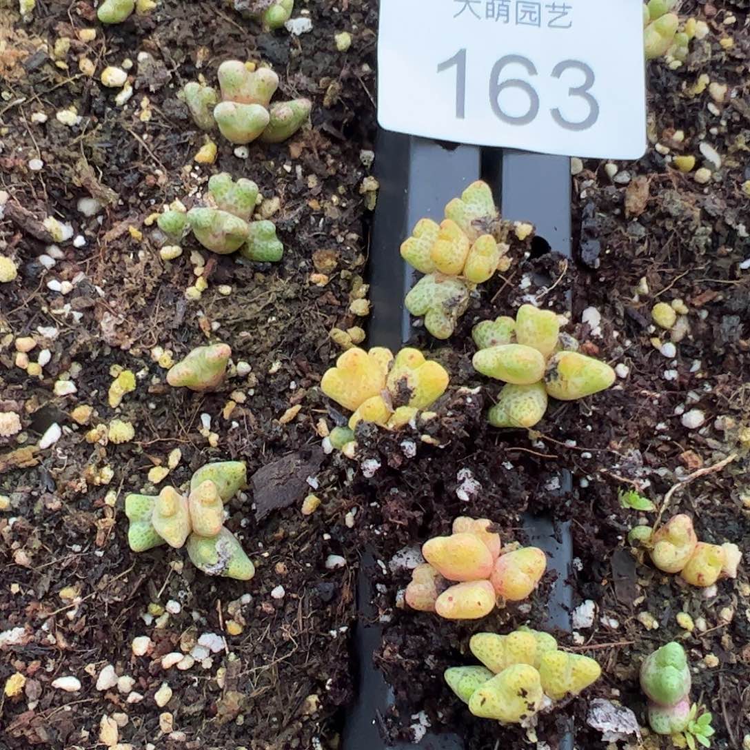 量拍以下1颗园艺ARM714B鹿角斑马163