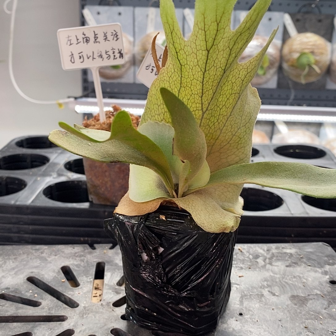 无花朵黄月鹿角蕨