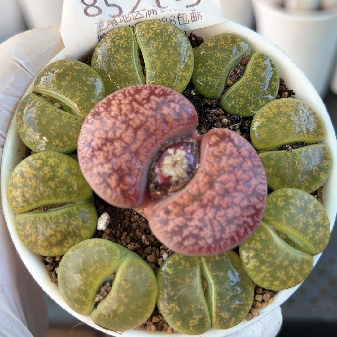 好养易活生石花大母本8521