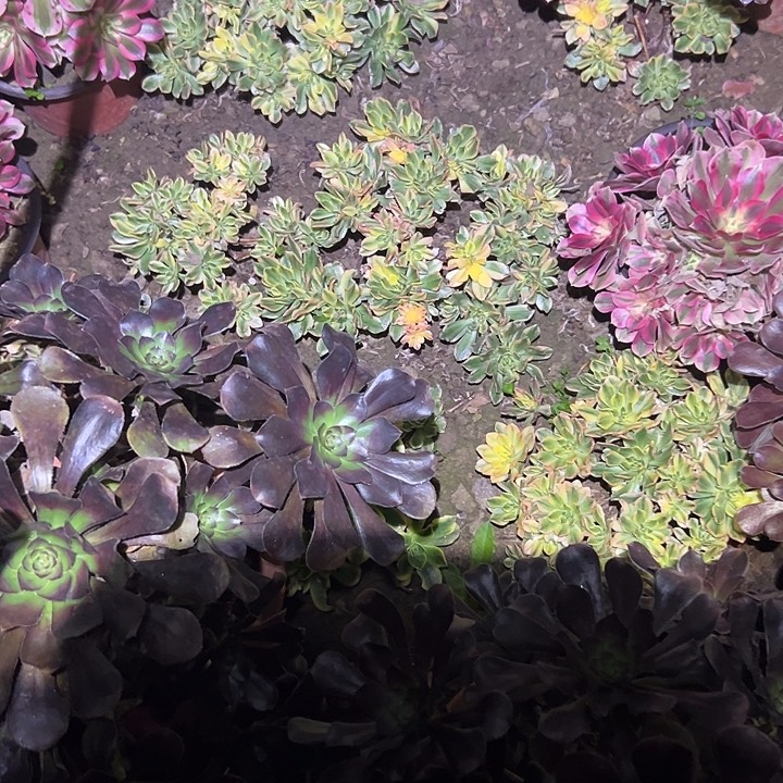 不包侧枝一物一拍六科甜茶