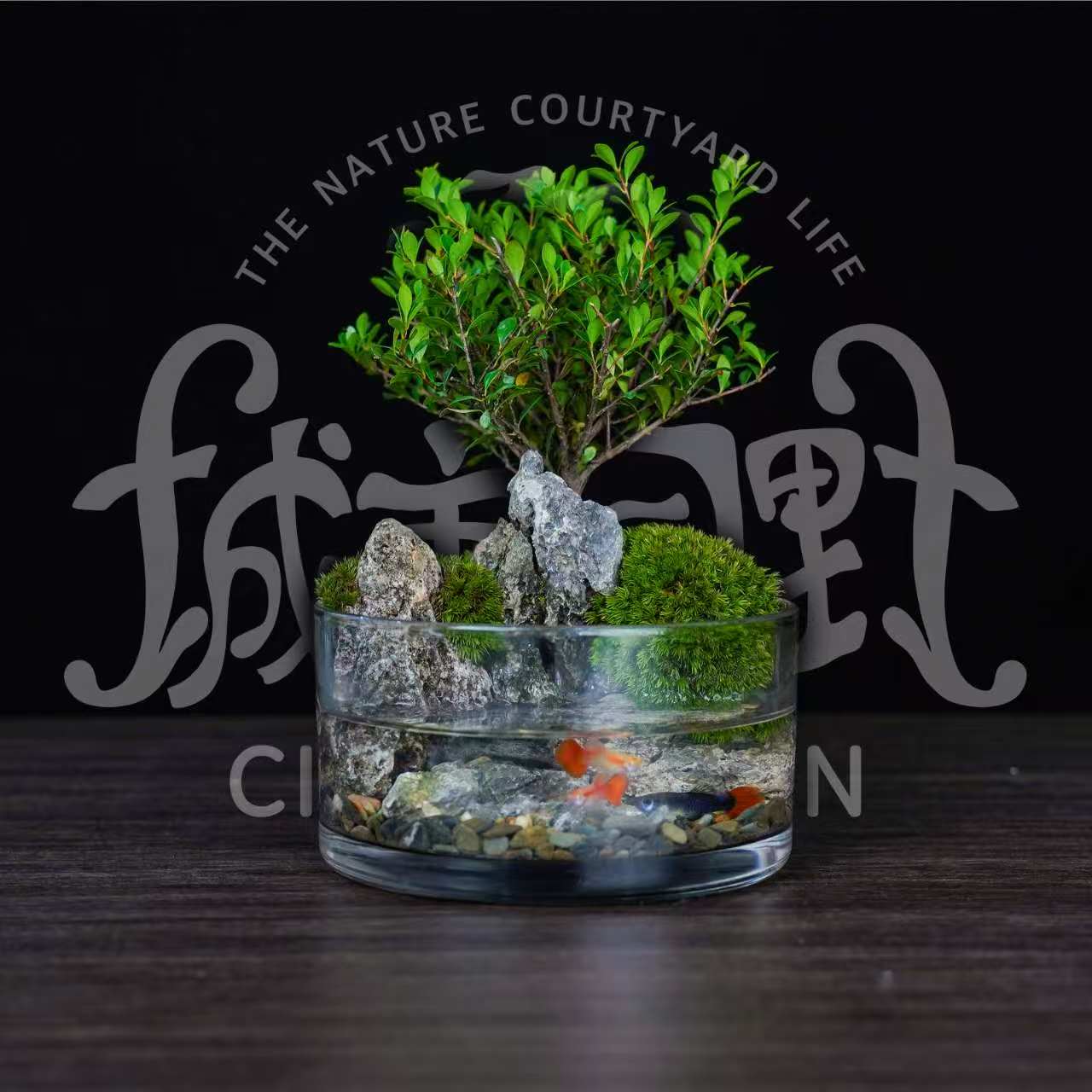 【玄山】新品-小叶赤楠青龙石养鱼桌面微景观创意绿植盆栽-缸体13x8