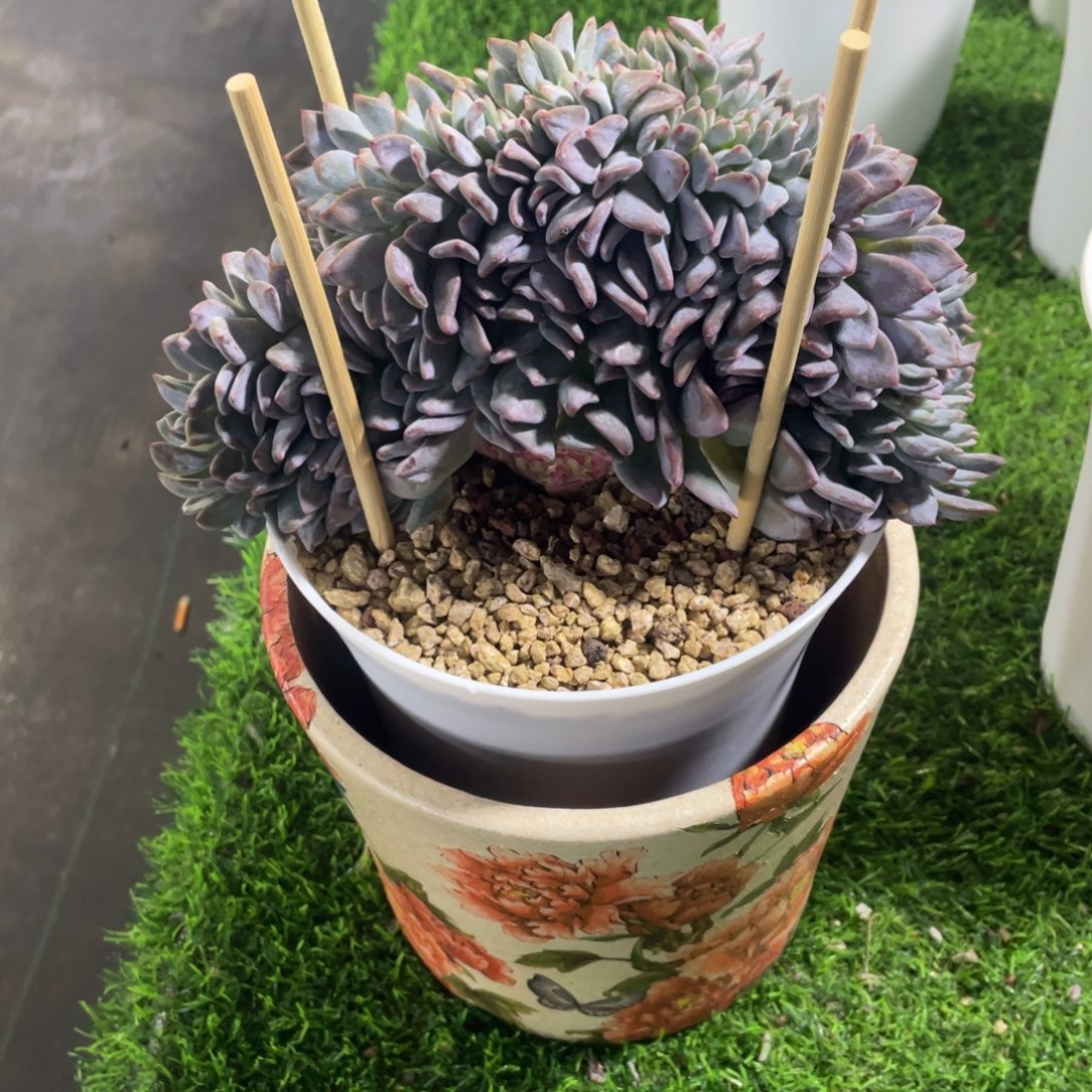 ****丫连盆带花，一套价格