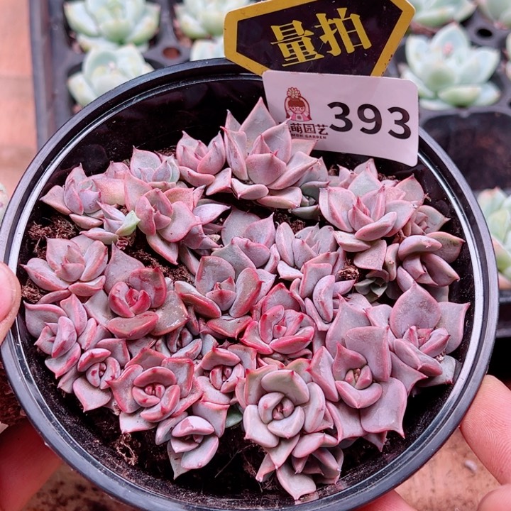 多肉植物多肉植物