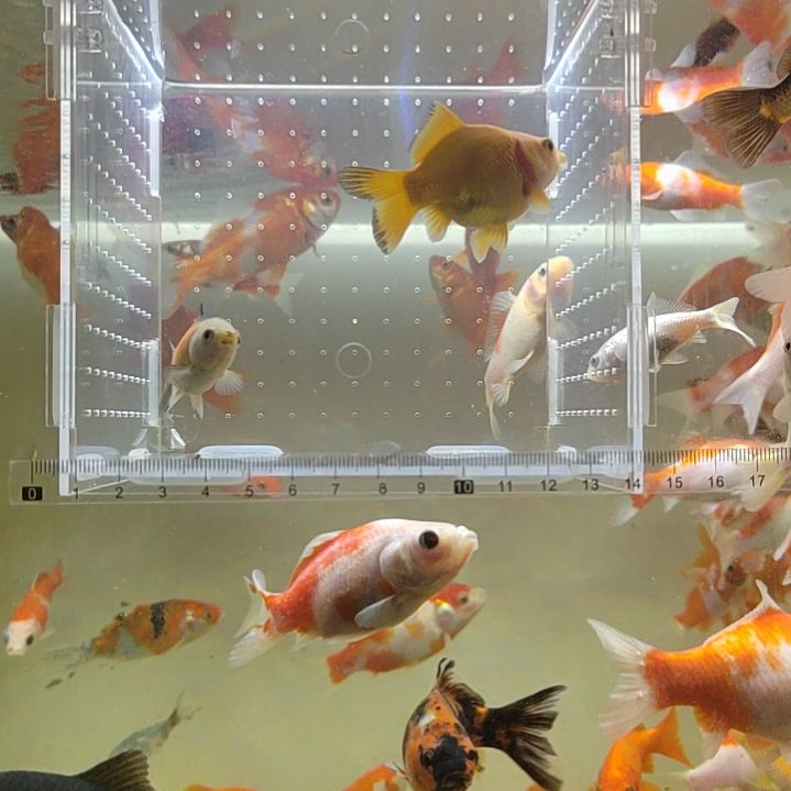 金鱼短尾草金黄色