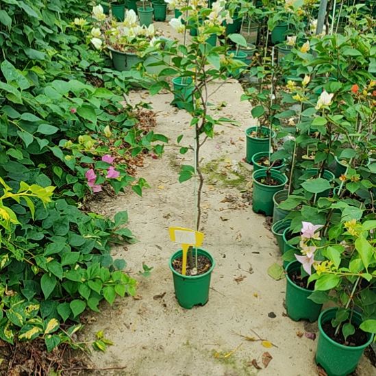 当前无花栽培后可以开花