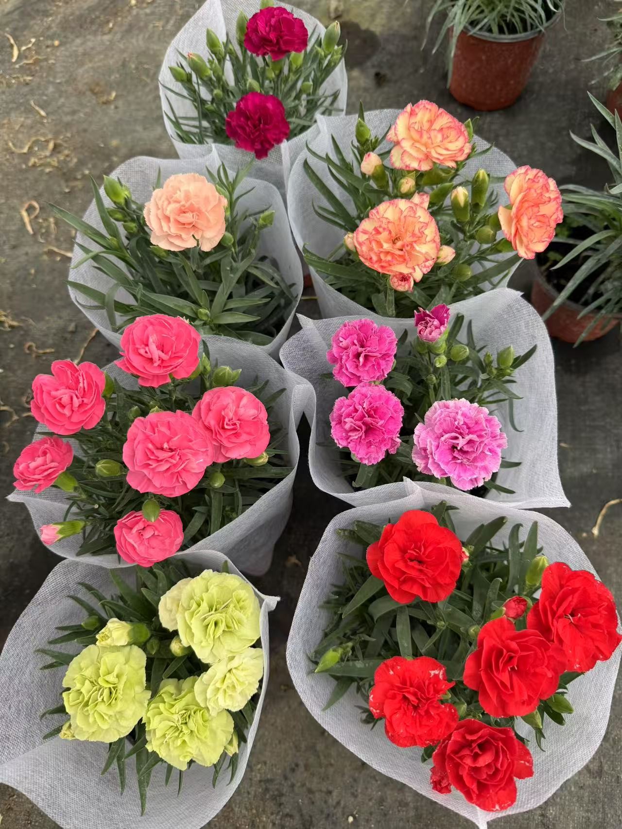 康乃馨盆栽带花苞四季开花室内阳台客厅好养活的绿植花卉