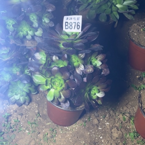 876万黑公主不包断枝