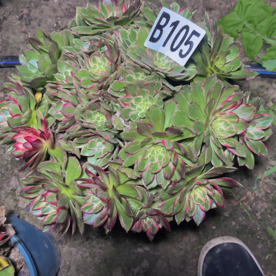 万花筒法师28//—-34包邮