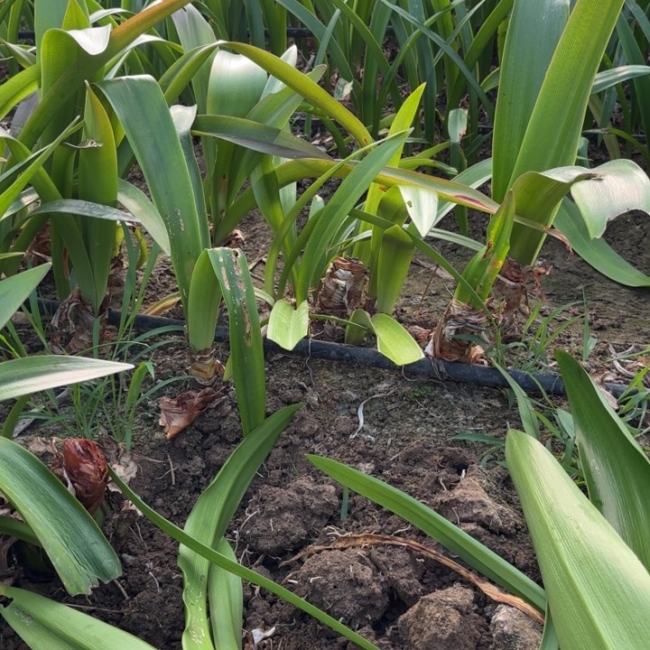 无花朵开*五颗魅力四射籽播开花不售后9188