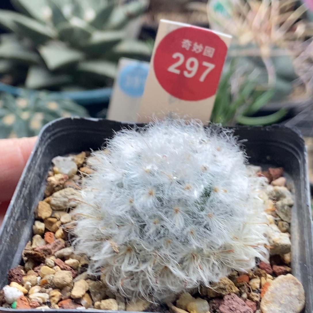 实生浓毛白云高砂一颗