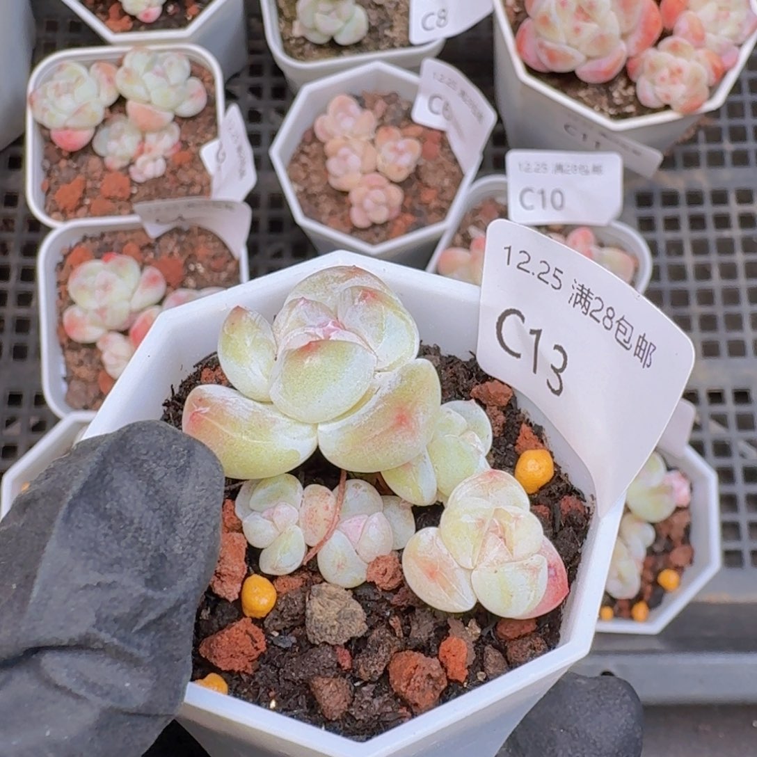 5头冰玉一颗带盆带土