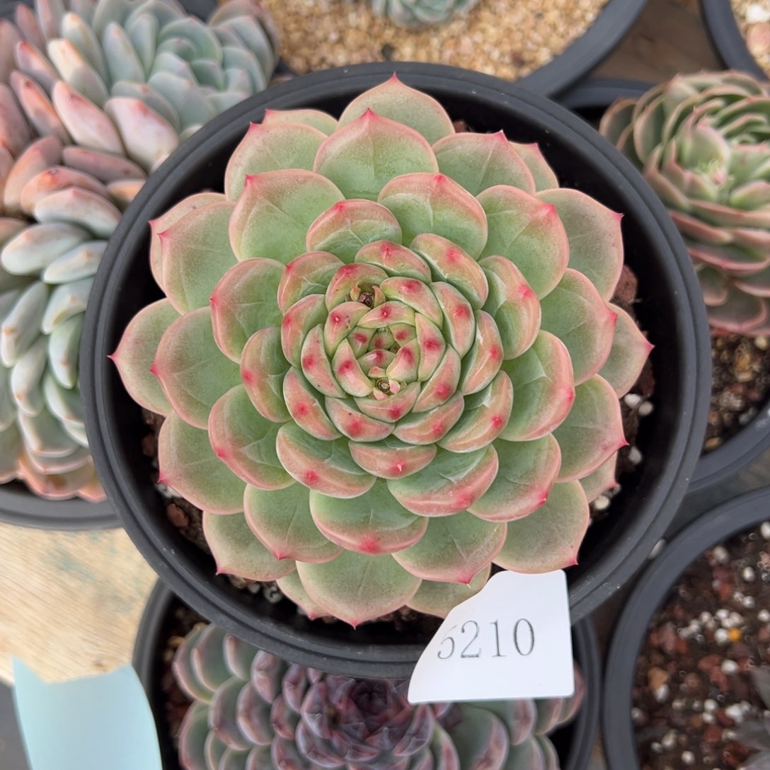 6***球5210肉肉肉肉肉肉肉肉