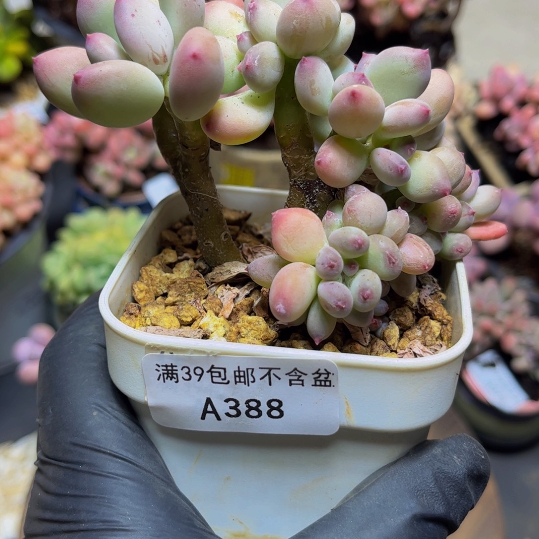 388四代苹果奶10厘米多肉