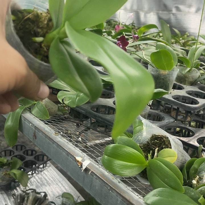 当前无花栽培后可以开花紫娃娃2.8
