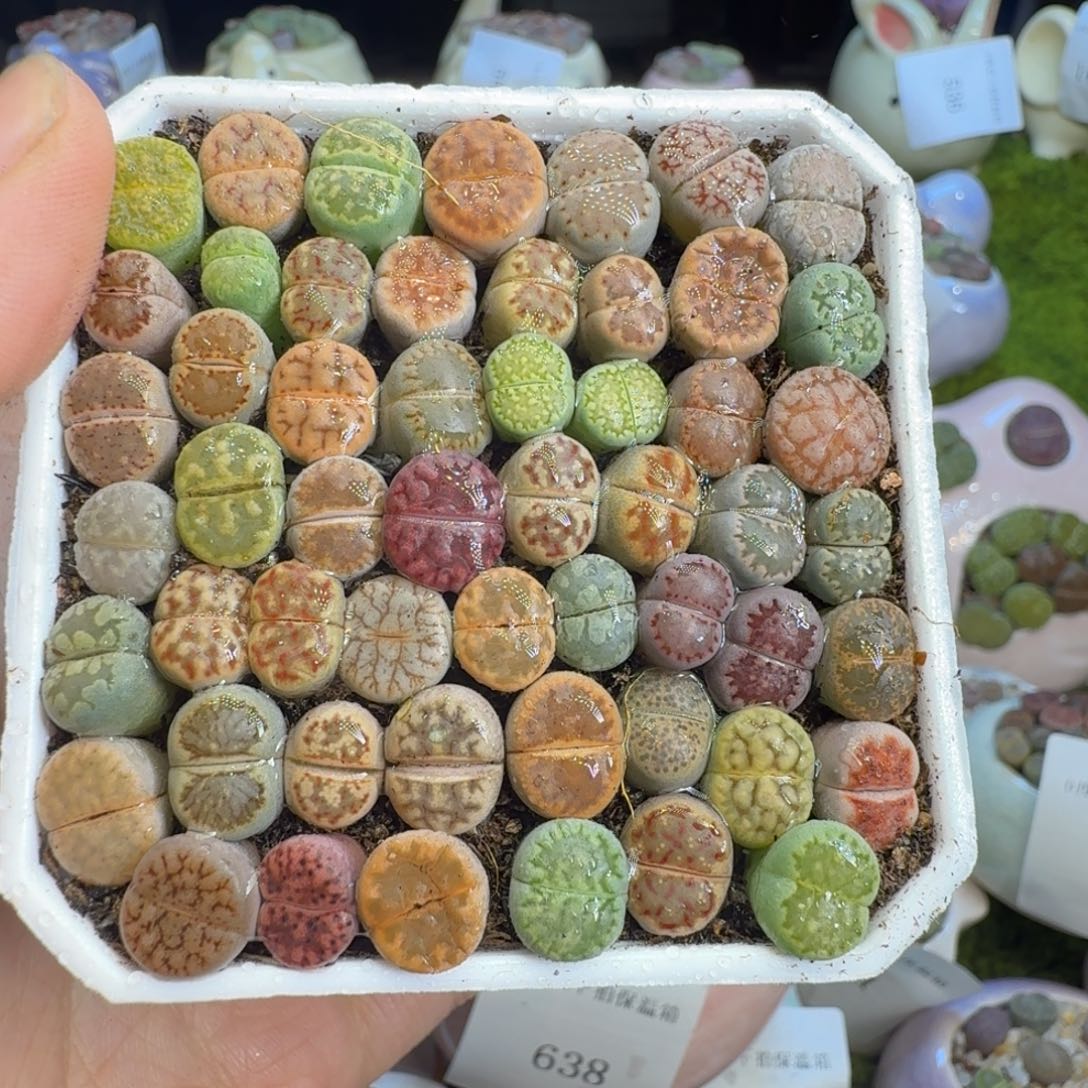 多肉植物福利冲656