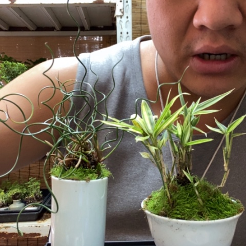 红陶一物一拍所见即所得70