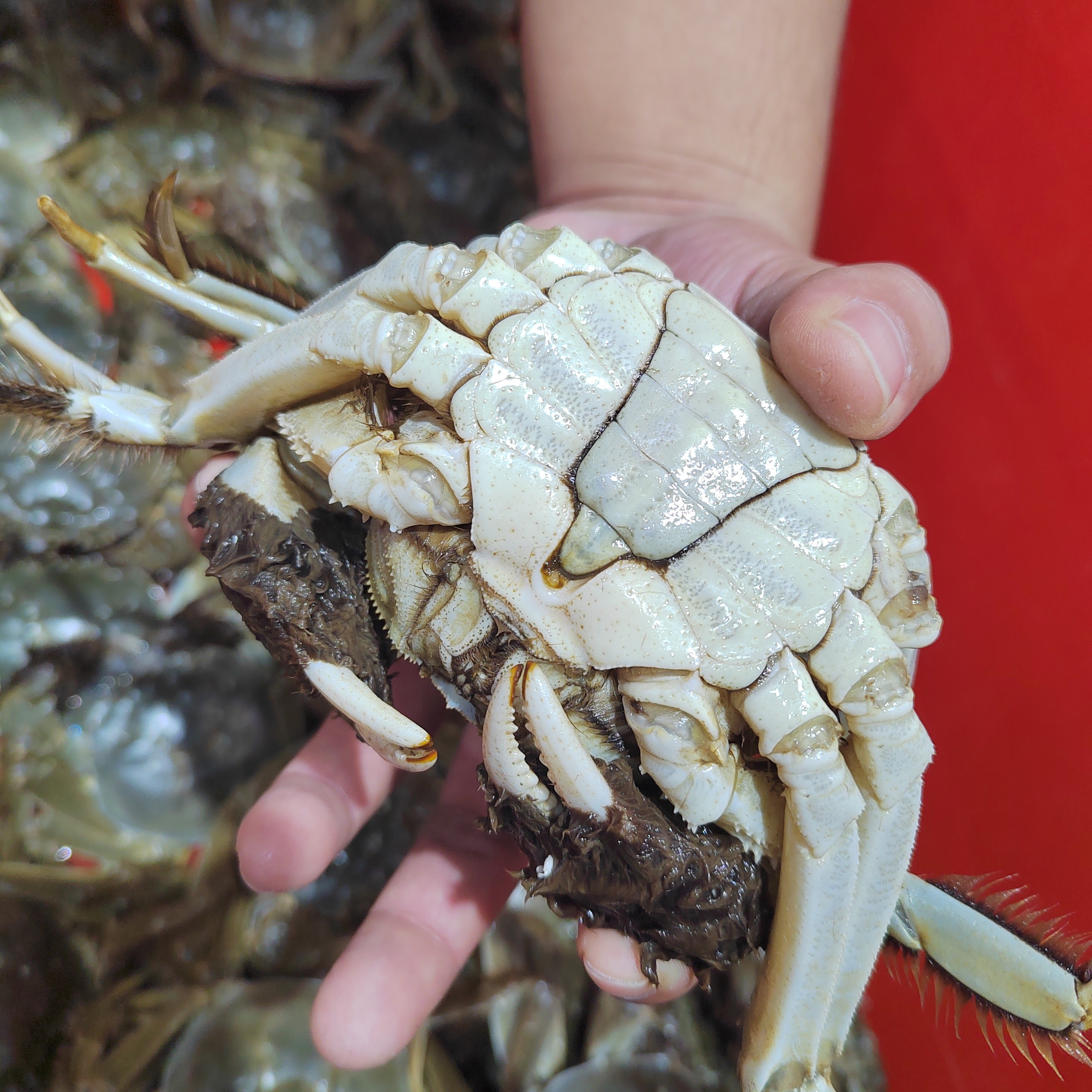 【全活发出】江苏兴化大闸蟹公单只四两左右两斤