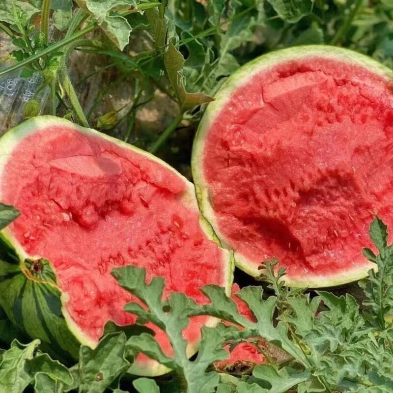 正宗麒麟西瓜当季现摘云南美都8424西瓜薄皮脆甜爽口新鲜孕妇水果