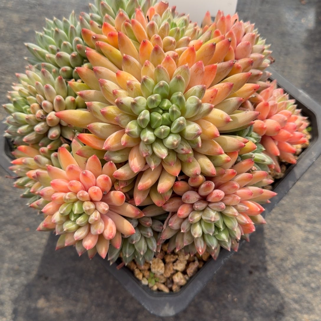 一物一拍雨花石优选34