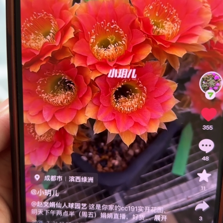 仙人球无根侧芽歪cc191