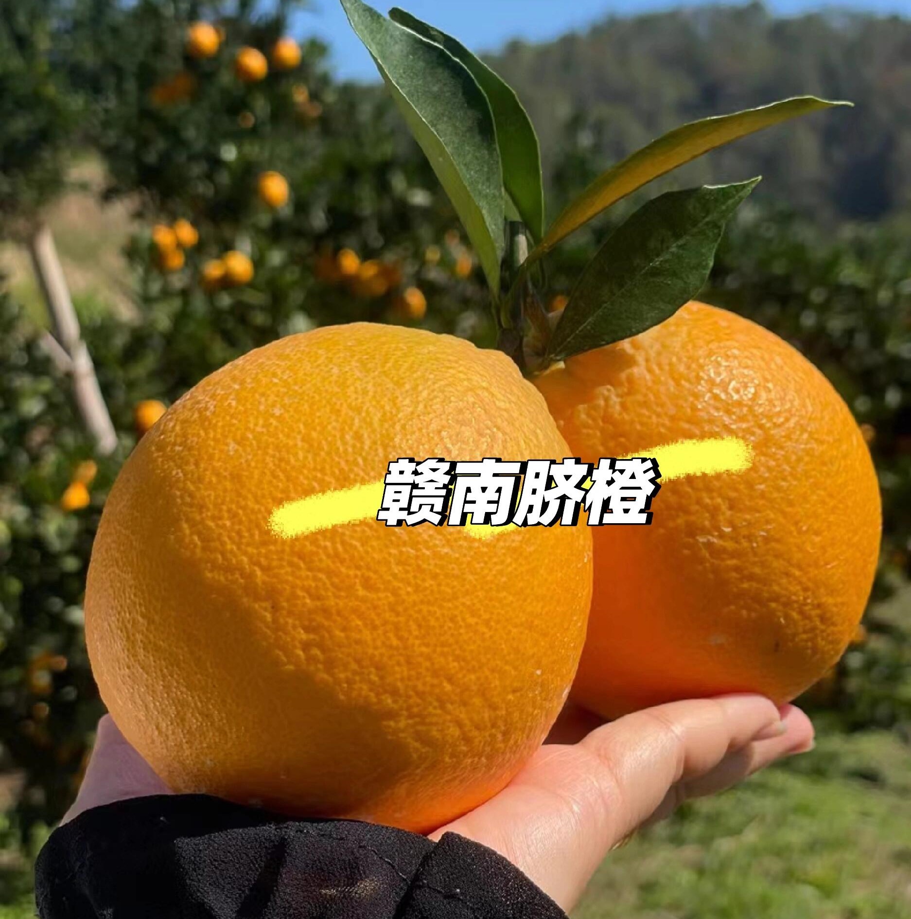 【顺丰】果王正宗赣南脐橙新鲜采摘4.5斤/箱产地直采大果