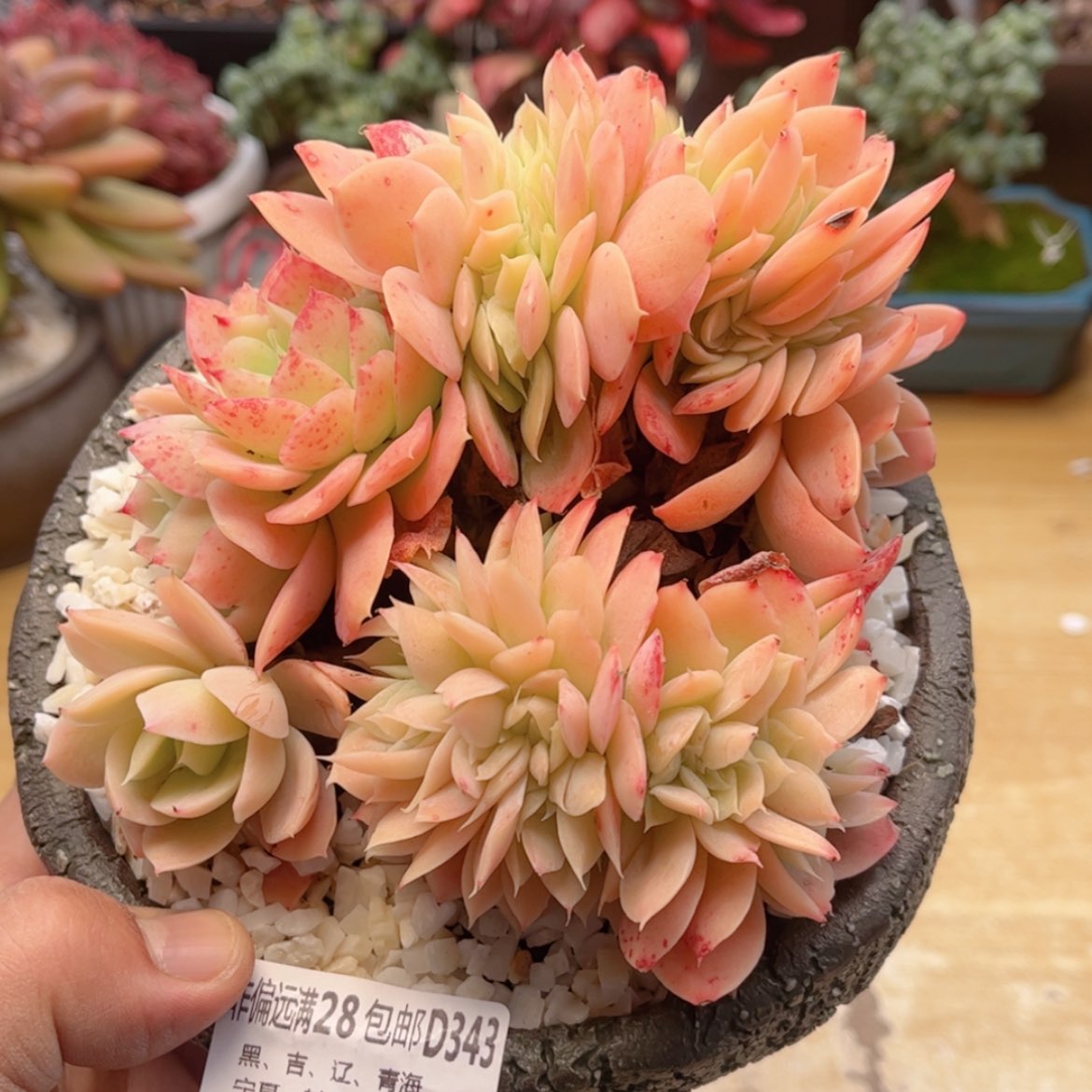 【闪购商品】343星娜塔优选缀