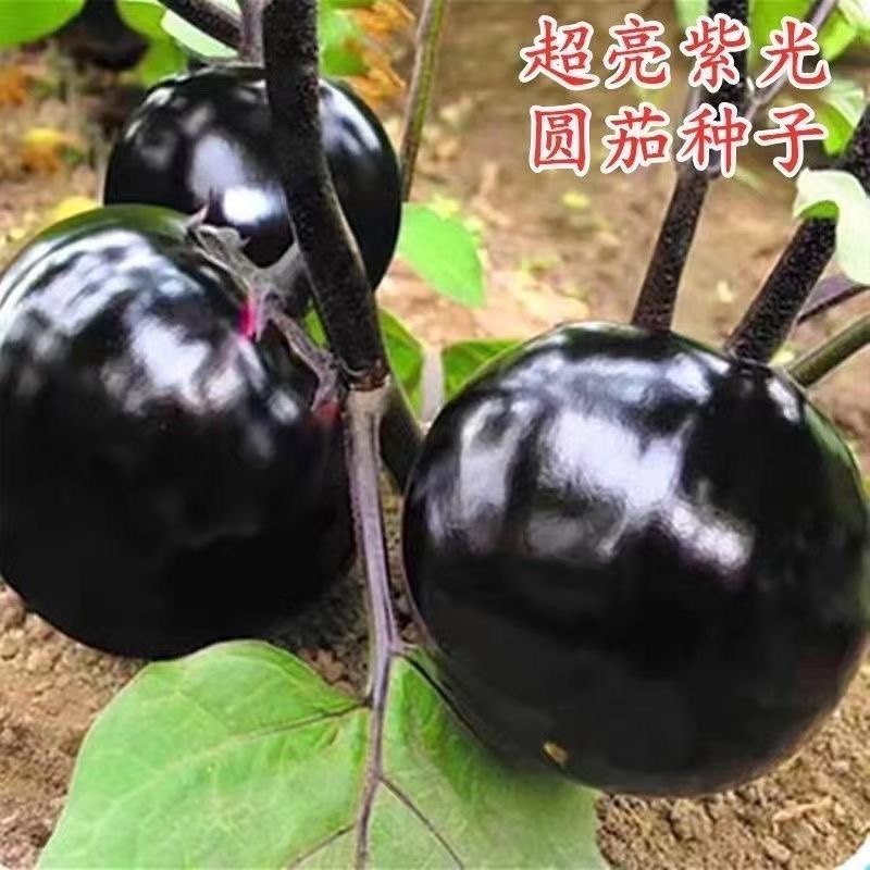 【黑紫圆茄种子】黑圆王茄子表皮黑亮肉厚大果坐果率强蔬菜种子
