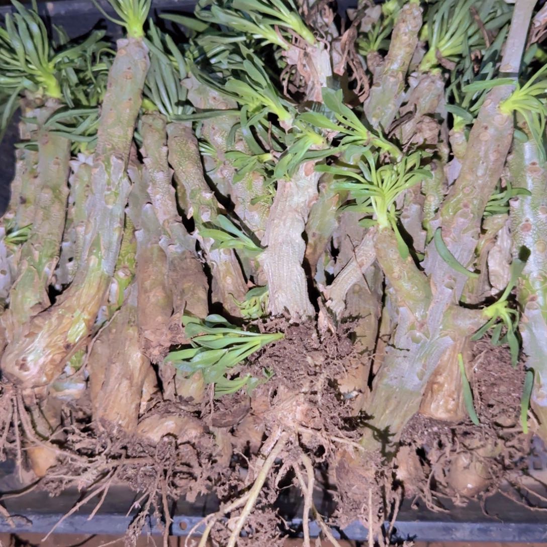 块根植物块根植物