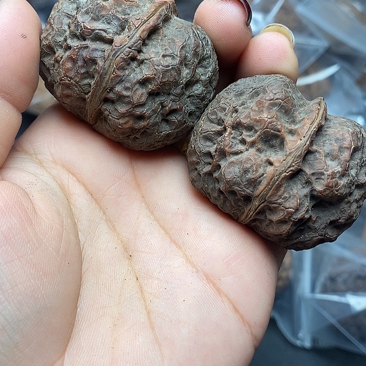 文玩核桃把件      53