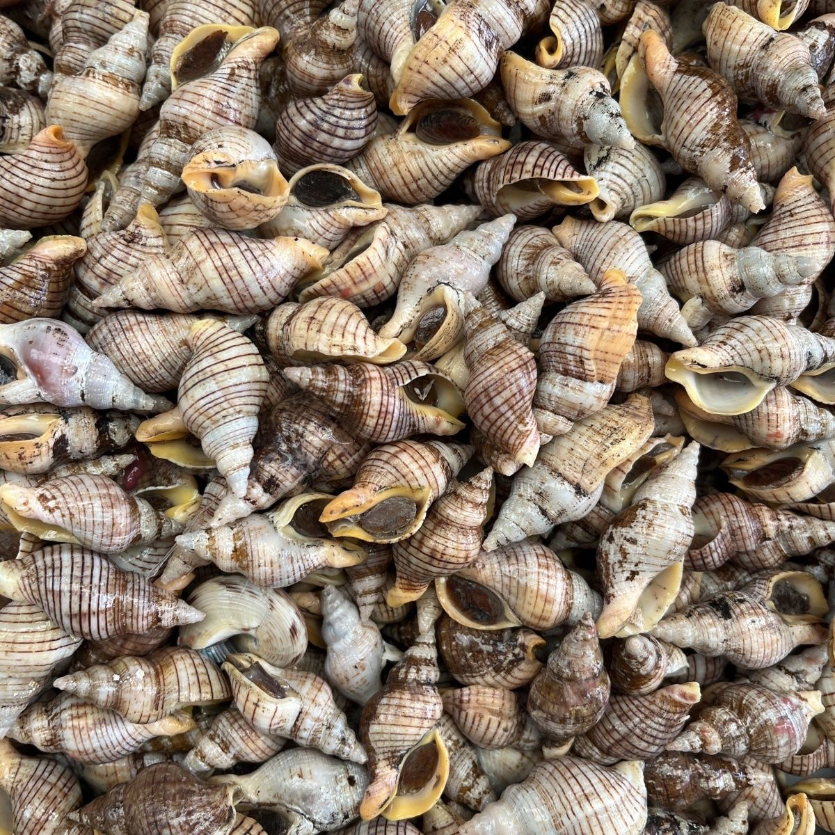 【东三省包邮】红枣螺 3斤（保鲜不保活）