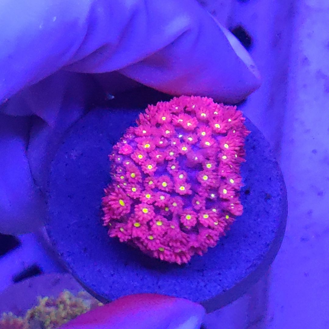 智海海洋珊瑚馆 竞拍链接