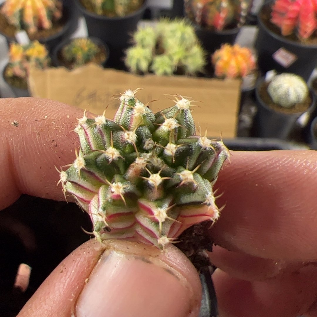 当前无花栽培后可以开花090