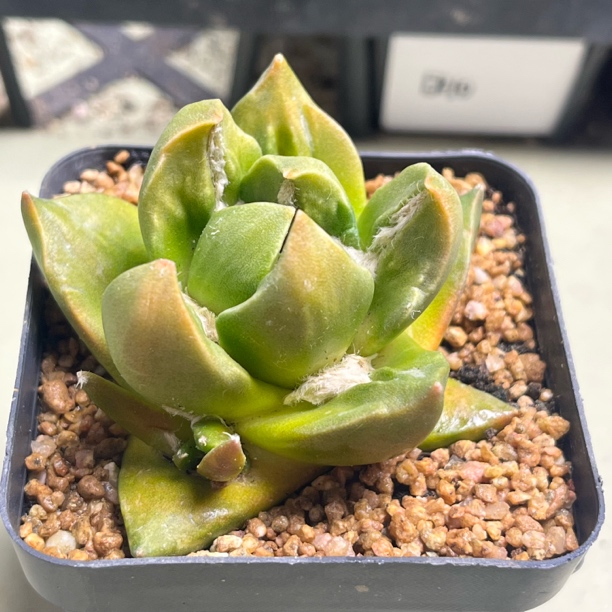 木南 牡丹锦 龙角×勃氏实生苗接自根6.3cm带盆发货 