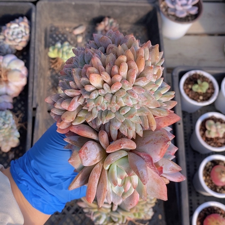 瑕疵缀一颗石榴紫537