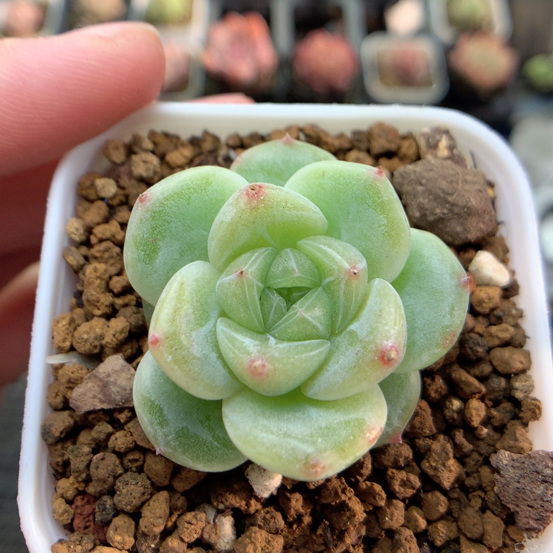 E6灯泡珍妮优选，柿子多肉20包邮两天凑单