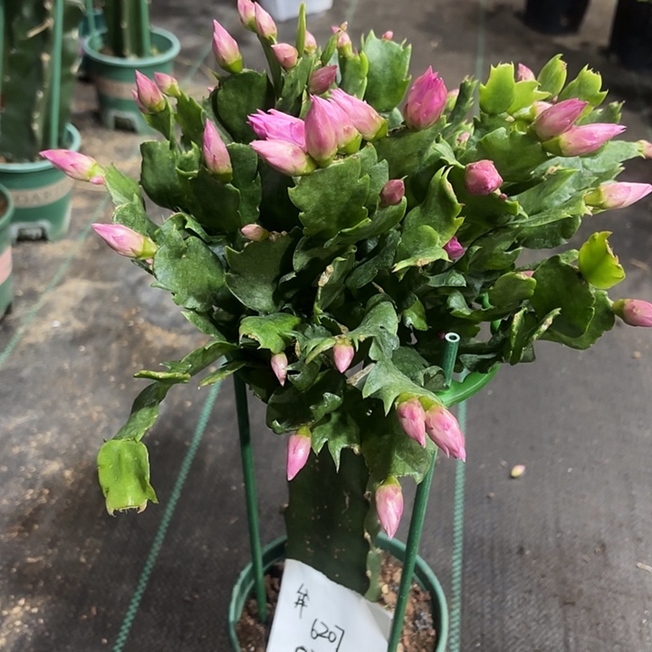 牟***英当前无花栽培后可以开花