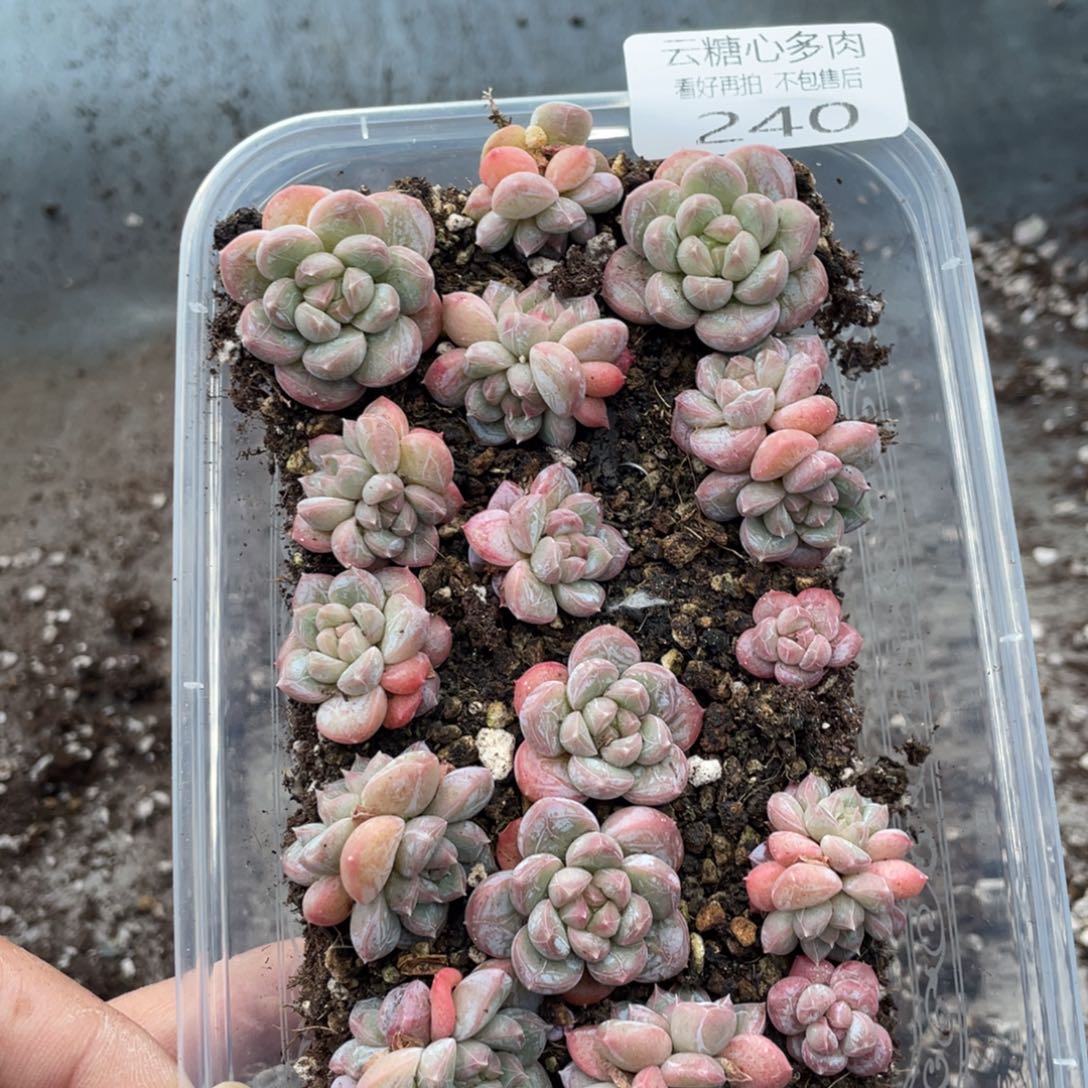 云糖心多肉植物240