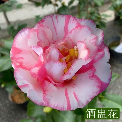 酒盅花稀有名贵品种茶花好养易活盆栽地栽室内室外花卉