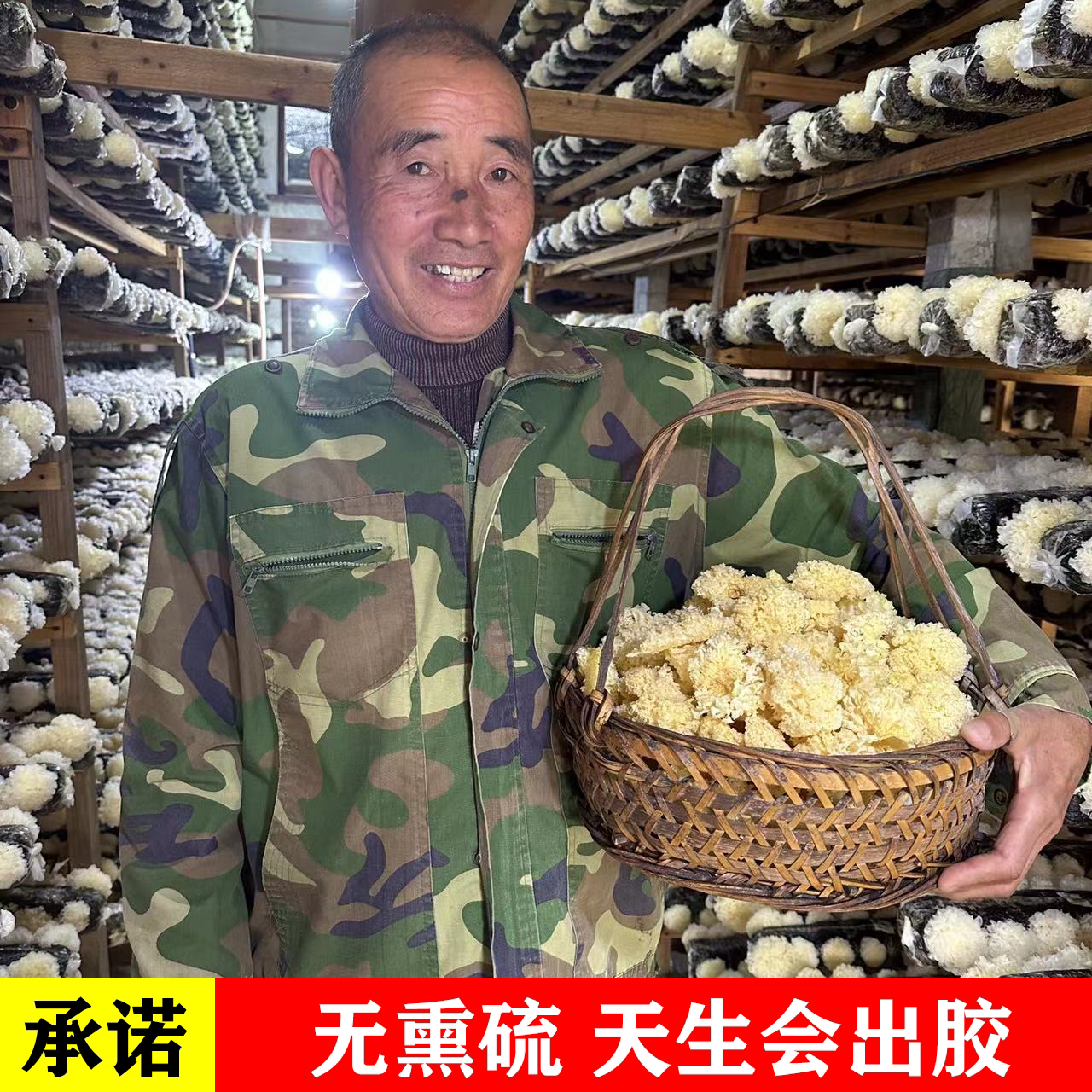 福建宁德古田椴木小银耳出胶白木耳雪耳糯耳不熏硫磺银耳羹