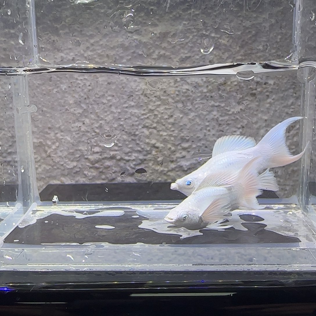 黑玛丽鱼瓷白玛丽。4号