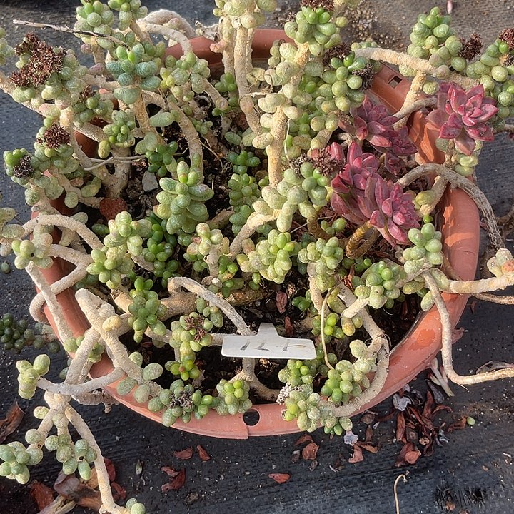 两单包邮，一物一拍，散，不售后71