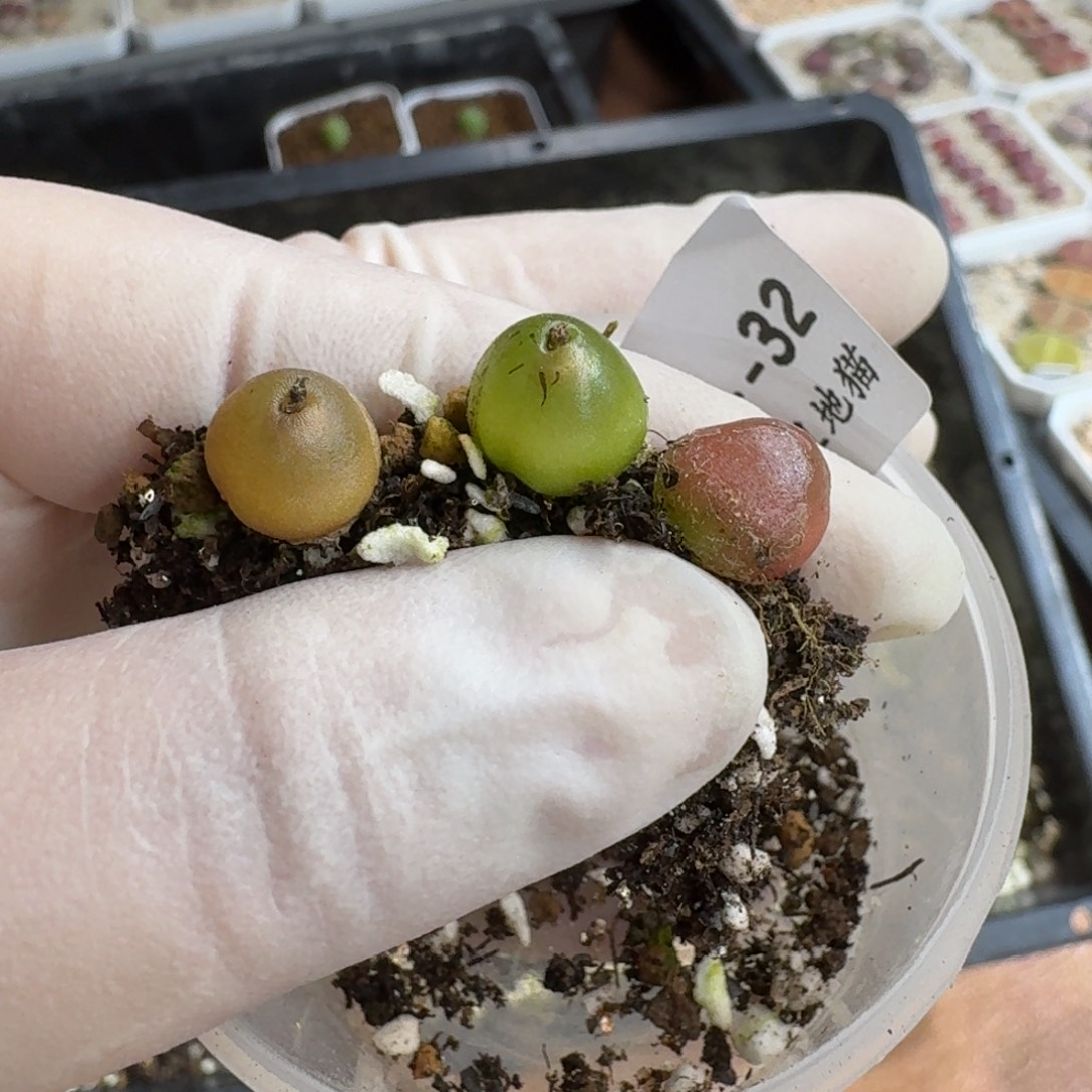 煮***茶1213-033哈默肉锥肉锥