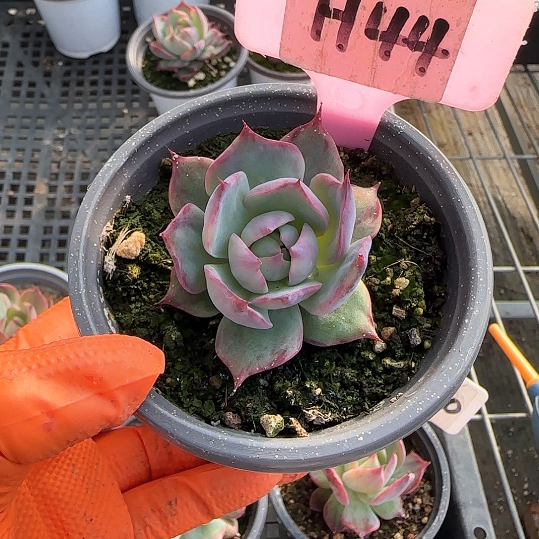 倚**雨H44惊鸿单头多肉