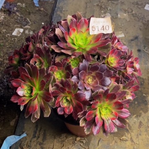 安娜多肉植物6140